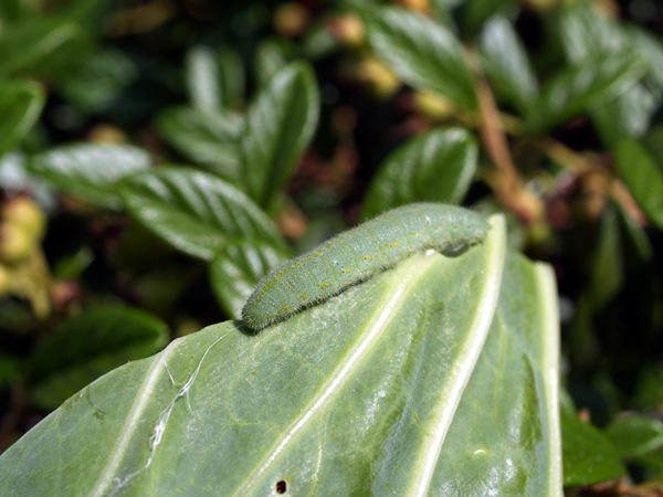 bruco di Pieris rapae